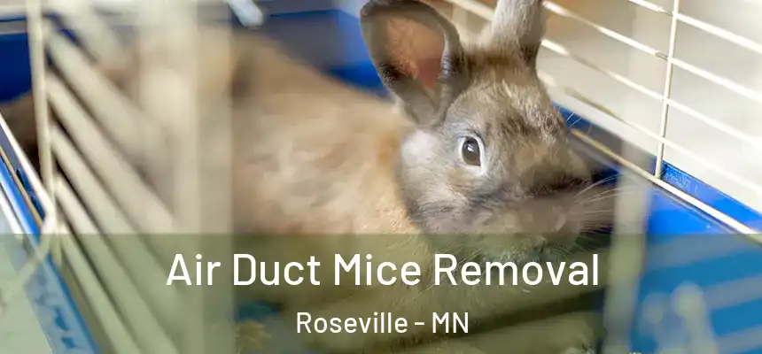  Air Duct Mice Removal Roseville - MN